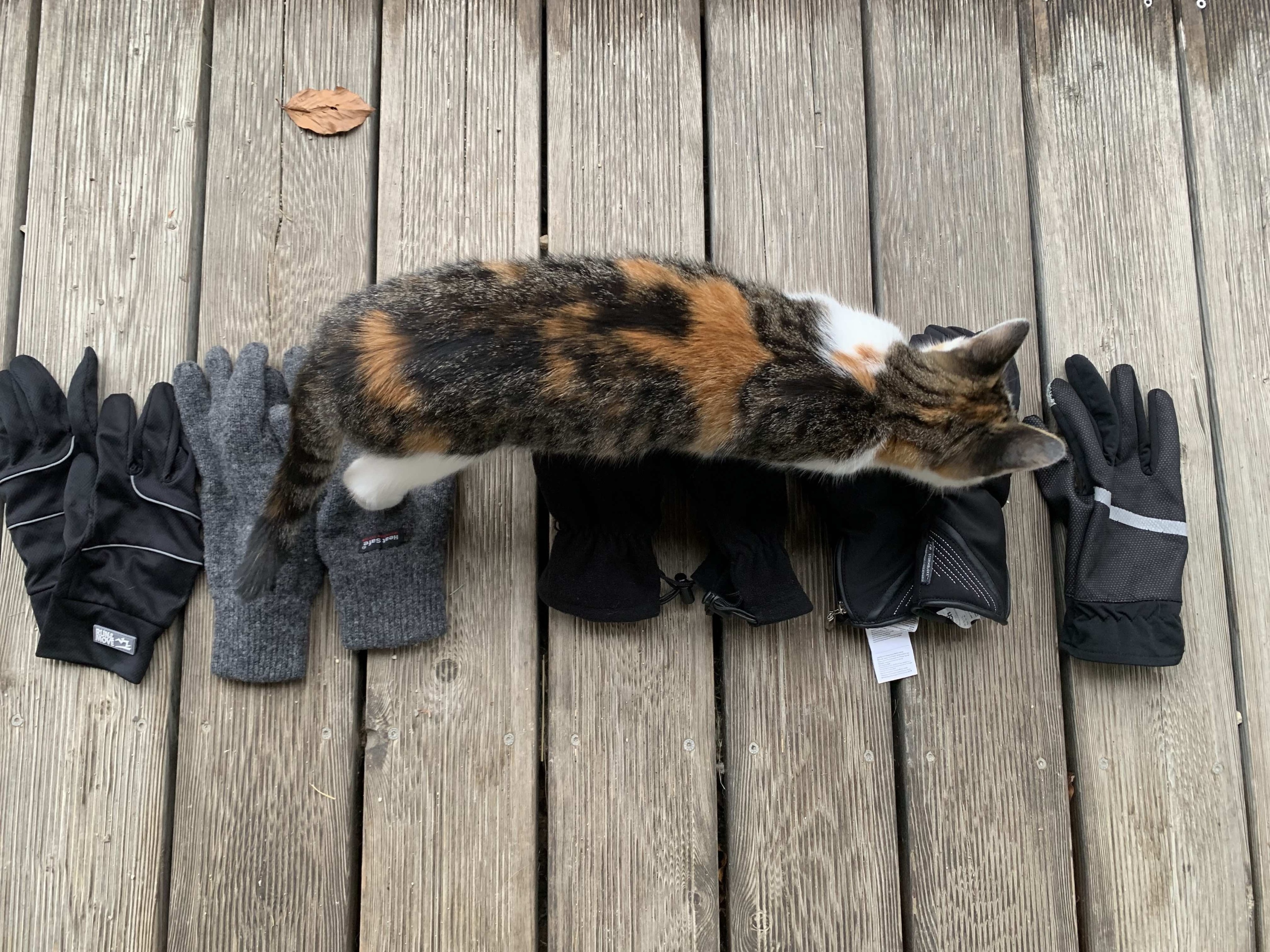 Die Katze freut sich vorwiegend über Modelle aus Wolle.